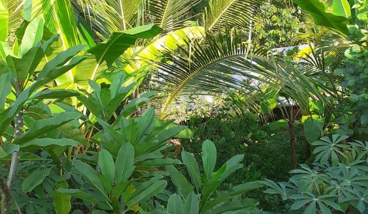 Hot List Di Jual Tanah Loss Sungai Wos View Sawah Lokasi Lodtunduh Ubud Gianyar  2