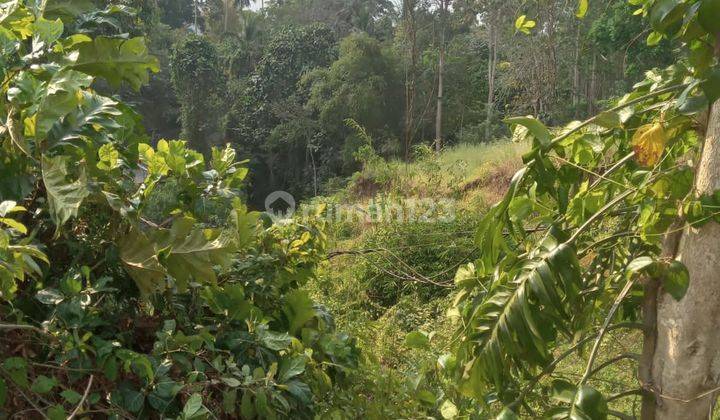 Hot List of Forest View Land for Sale, Pejeng Kawan Ubud Gianyar Location  2