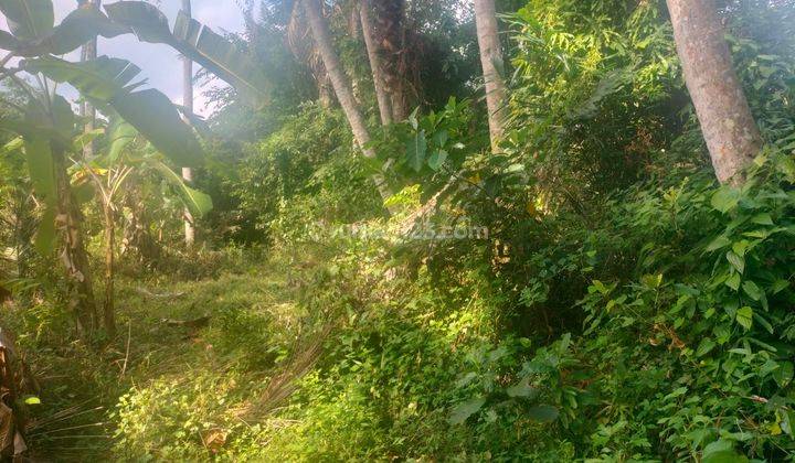 TOP URGENT FOR SALE LAND LOCATION SABA BLAHBATUH GIANYAR 1