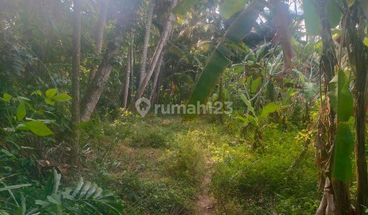 TOP URGENT FOR SALE LAND LOCATION SABA BLAHBATUH GIANYAR 2