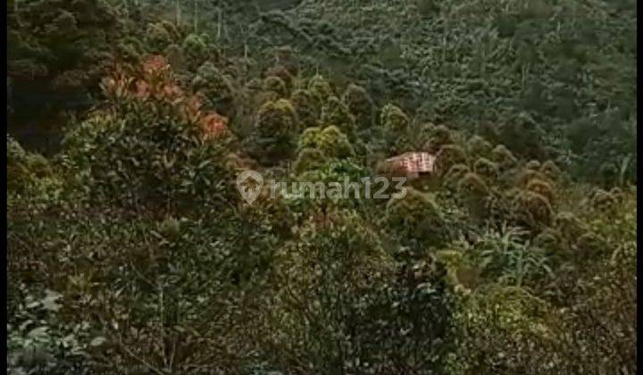 TOP URGENT LAND FOR SALE AT KINTAMANI SATRA LOCATION 2