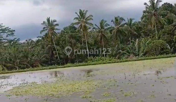 TOP URGENT DI JUAL TANAH VIEW HUTAN & SAWAHLOKASI PAYANGAN UBUD GIANYAR  2