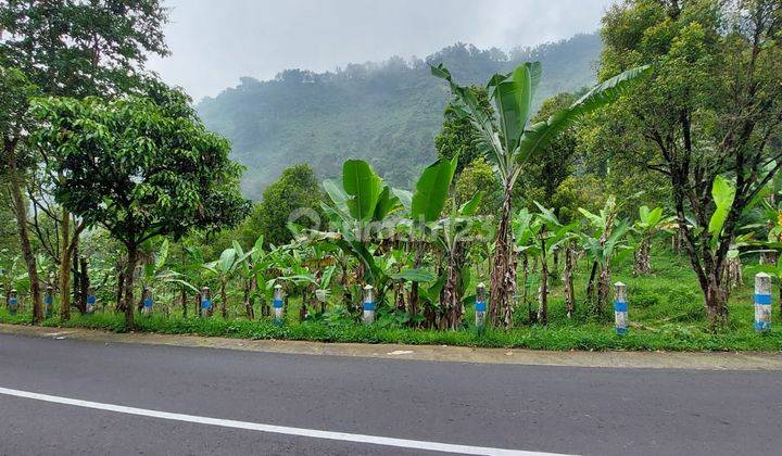  Jual Tanah Sapikerep Bromo 0 Jl Raya Untuk Villa hotel cafe Dll 2