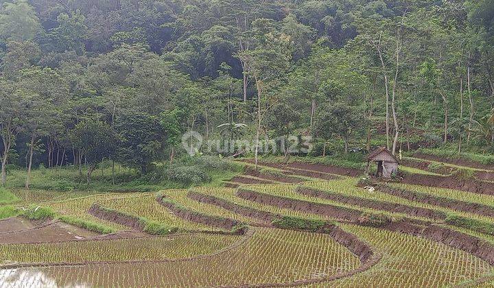 Sawah aktif luas, bisa panen 4x/tahun, air bagus 1