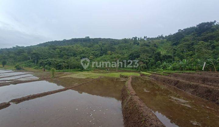 Sawah aktif luas, bisa panen 4x/tahun, air bagus 2