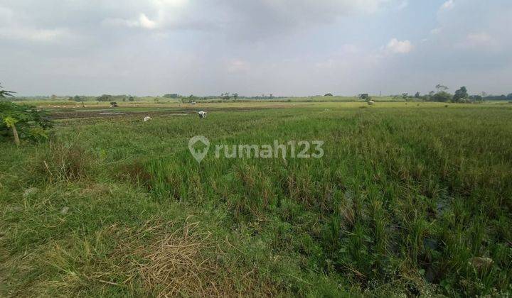 Jual tanah sawah, SHM, daerah Tamanharjo, Singosari 2