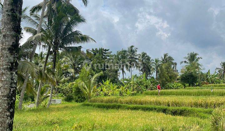 Tanah di Daerah Ubud 1