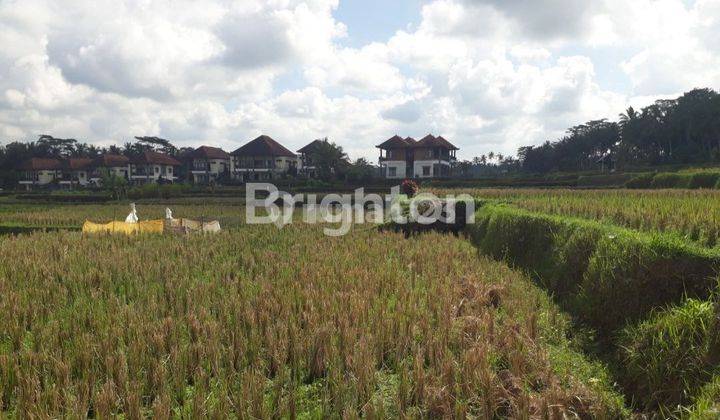 Tanah sawah , di Pejeng dekat CentralUbud Bali. patokan Ubud one Villas 2