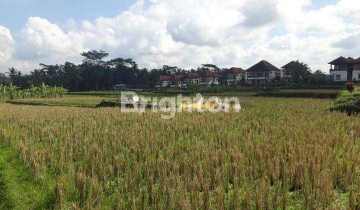 Tanah sawah , di Pejeng dekat CentralUbud Bali. patokan Ubud one Villas 1