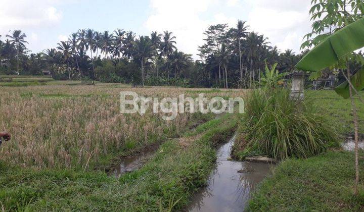 Tanah sawah , di Pejeng dekat CentralUbud Bali. patokan Ubud one Villas 2