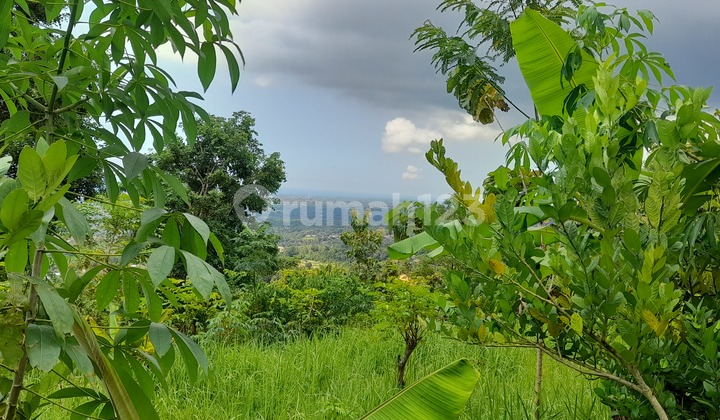 Dijual cepat tanah cantik  di Desa Kayu Putih , Buleleng
