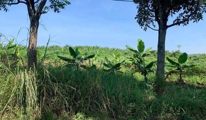 Dijual Tanah Lahan Kebun Luas 27 Ha Cibinong Hilir Cianjur 1