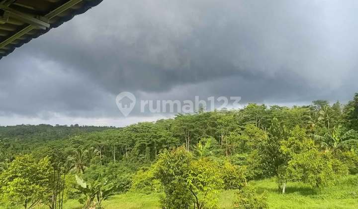 beli tanah bonus kebun durian, kebun alpukat, dan villa 1