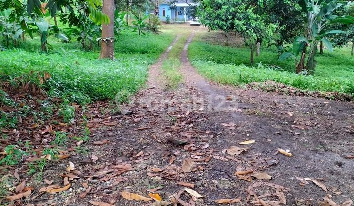 Land for Sale in Kadu Beureum, East Serang