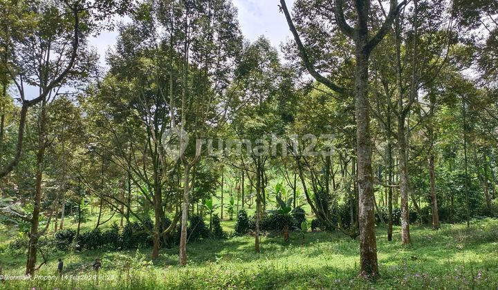 Di Jual Murah Kebun Durian Jenis Montong Siap Menghasilkan