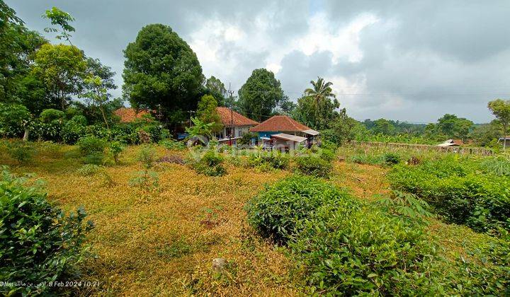 Tanah Kebun Produktif Samping Jalan Raya Dengan Udara Sejuk 2