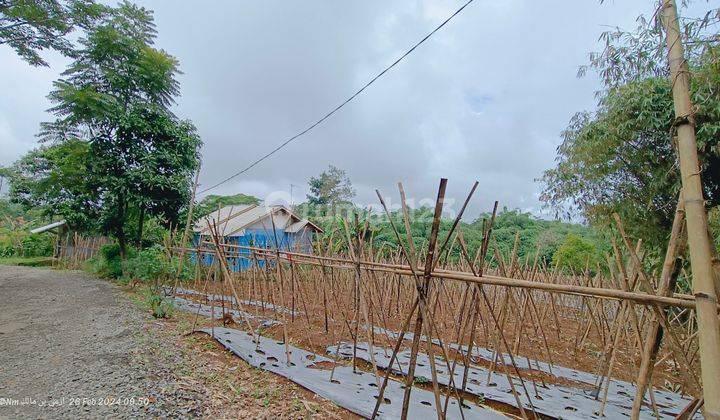 Tanah subur samping jalan besar siap tanam benih sayuran  1