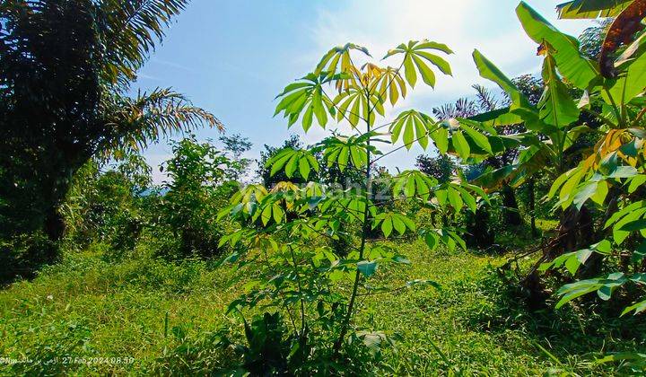 Tanah perkebunan murah samping jalan mobil  2