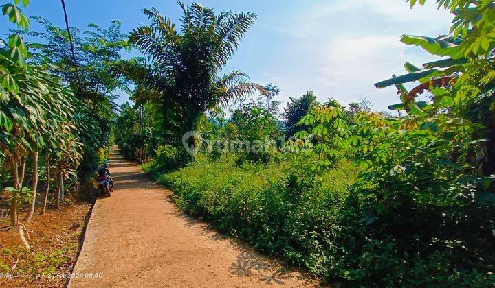 Tanah perkebunan murah samping jalan mobil  1