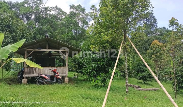 Dijual Kebun Subur & Produktif di Wanayasa Purwakarta - Udara Sejuk 700 Mdpl, Cocok Investasi