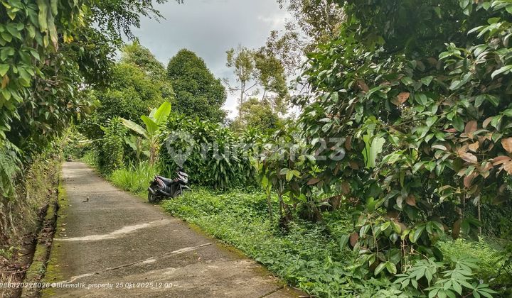 Kebun Durian Premium Samping Jalan Udara Sejuk