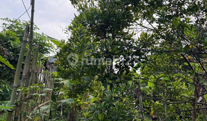 Kebun Produktif dan Subur di Area Padat Penduduk