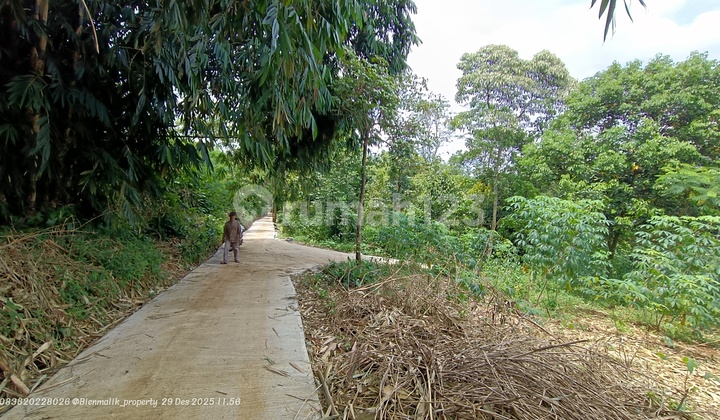 Productive Garden Next to the Road, Cool Air