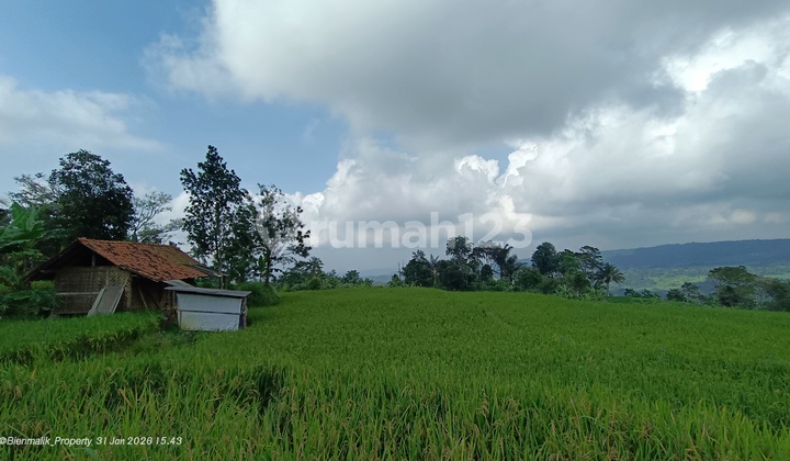 Dijual Sawah Aktif Produktif View Gunung - Siap Panen & Langsung Digarap