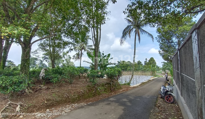 Kebun dan Sawah Samping Jalan Area Villa
