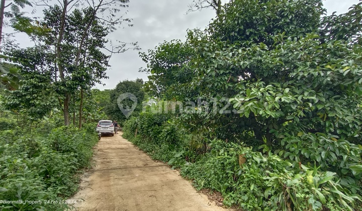 Di Jual Kebun Subur Siap Panen, Durian dan Manggis Di Jual Kebun Subur Siap Panen, Durian dan Manggis