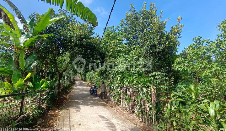Di Jual Kebun Produktif Tanah Subur Udara Sejuk Di Jual Kebun Produktif Tanah Subur Udara Sejuk
