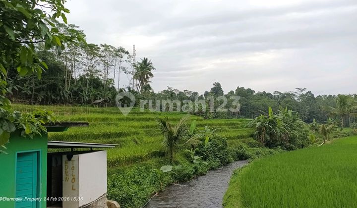 Active Productive Rice Fields Next to Clear River Next to Road