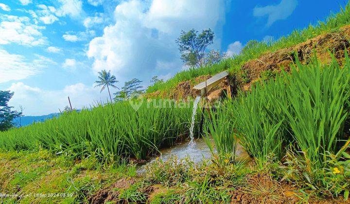 Tanah Sawah Produktif Air Melimpah Jernih View Pegunungan 1