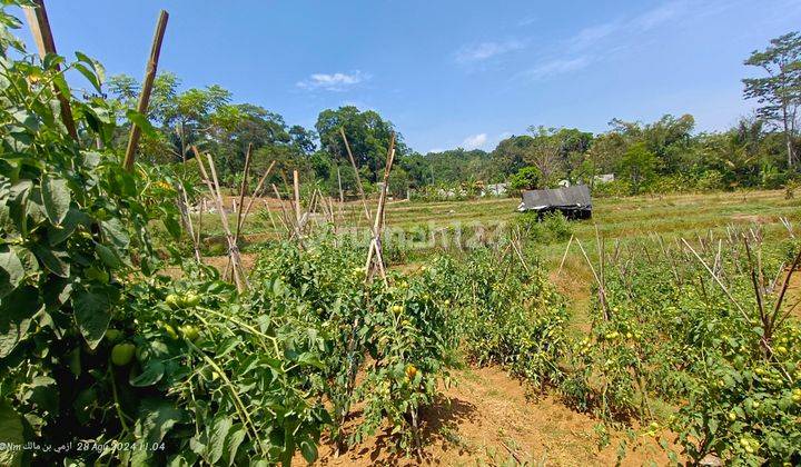 Tanah Subur Dan Produktif Samping Jalan Besar 2