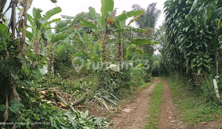 Kebun Murah Subur dan Produktif Samping Jalan Mobil