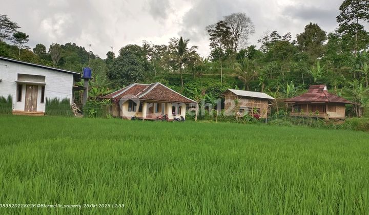Sawa Aktif Area Agro Wisata Penginapan dengan Udara Sejuk Sawa Aktif Area Agro Wisata Penginapan dengan Udara Sejuk