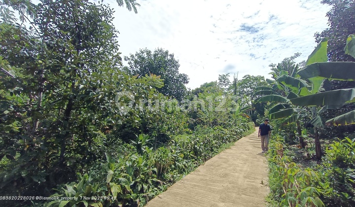 Kebun Produktif Samping Jalan Dekat Rumah Warga