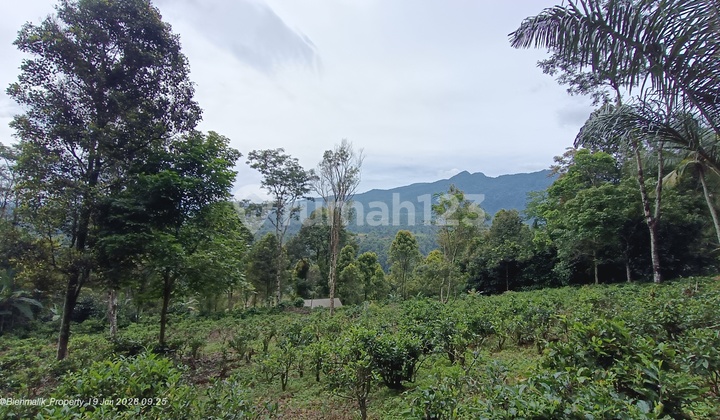 Kebun Profuktif View Gunung Udara Sejuk Pegunungan Kebun Profuktif View Gunung Udara Sejuk Pegunungan