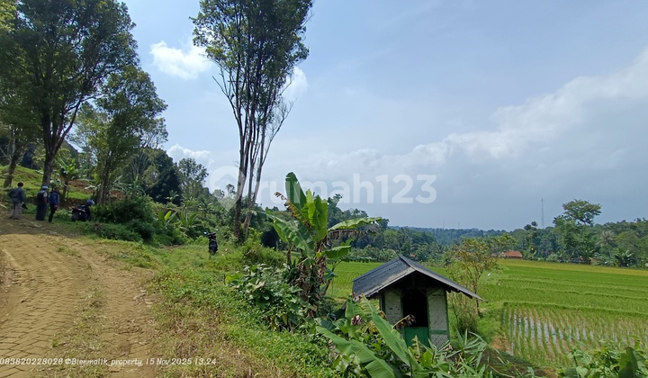 Sawah Aktif Datar dan Subur Udara Sejuk
