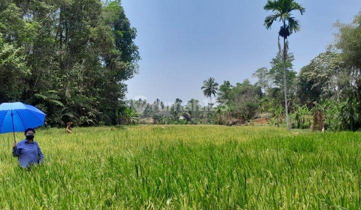 Dijual Sawah Subur Panen 3 x Setahun 1054 m2 Sukabumi 2