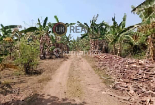 2,63 Hectare Land in Negara, Jembrana, Quiet Area, Suitable for Plantation 2