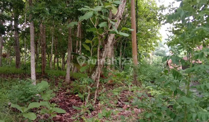 Tanah Di Jl Puri Dajuma Pekutatan Jembarana Cocok Utk Villa 2