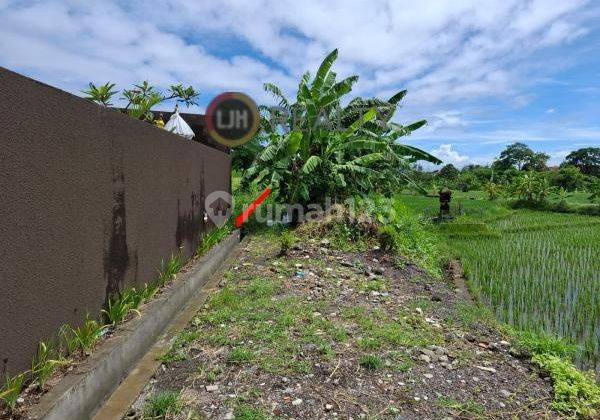 1,5 Are Land In Dalung, Close to Canggu and Gatot Subroto Barat, Beautiful Ricefield View, Suitable for Villa 1