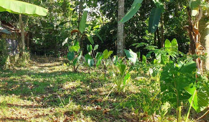 LAND FOR SALE IN MEGATI, TABANAN 2