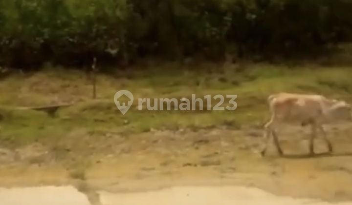 Land for Sale in Jabeka Cikarang Area Land for Sale in Jabeka Cikarang Area