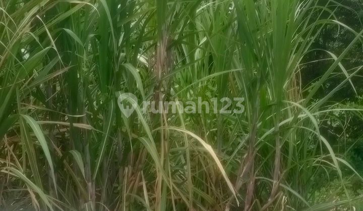 Tanah Dilingkungan Perumahan dengan Jalan Lc Dijual Cepat Tanah Dilingkungan Perumahan dengan Jalan Lc Dijual Cepat