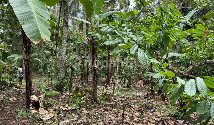 Tanah Aktif Perkebunan Tanah Aktif Perkebunan