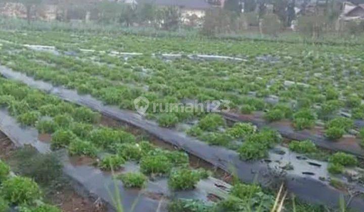 Tanah Cocok Bangun Rumah Atau Usaha di Mainroad Maribaya Lembang 2