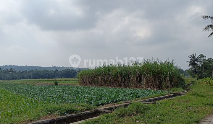 Dijual Kebun Pisang Klutuk Produktif – Tajinan, Kab. Malang