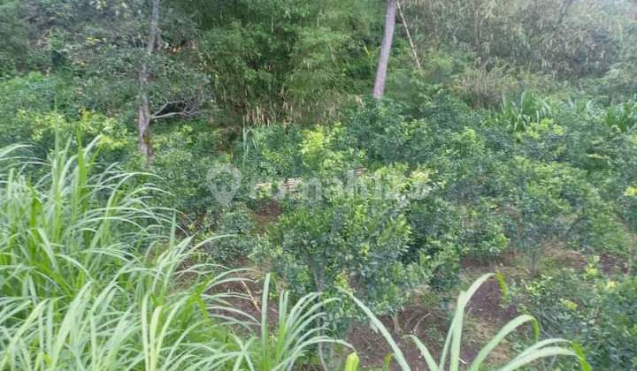 DIJUAL RUGI, Kebun Jeruk Usia 4 Tahun Produktif Luas Harga Murah Tlekung Batu, Dekat Predator Fun Park